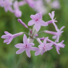 MARGINAL - Tulbaghia violacea   1L
