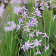 MARGINAL - Tulbaghia violacea   1L