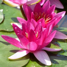 LILY (SMALL) - Nymphaea Xiafei 2L LILY (SMALL) - Nymphaea Xiafei 2L