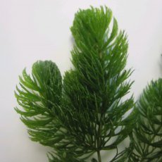 OXYGENATING - Ceratophyllum demersum OXYGENATING - Ceratophyllum demersum