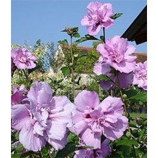 Hibiscus syriacus 'Ardens' (D)   3L Hibiscus syriacus 'Ardens' (D)   3L