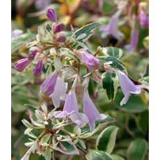 Abelia x grandiflora 'Hopleys'   3L Abelia x grandiflora 'Hopleys'   3L
