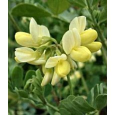 Coronilla valentina subsp. glauca 'Citrina'   3L