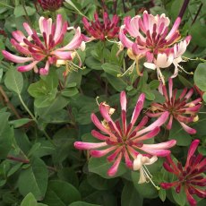 Lonicera periclymenum 'Rhubarb & Custard'   3Ldp