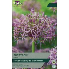 TAYLORS Allium Christophii TAYLORS Allium Christophii