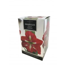 TAYLORS Amaryllis 'Barbados' Premium Gift Pack TAYLORS Amaryllis 'Barbados' Premium Gift Pack