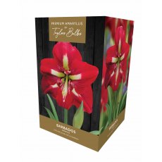 TAYLORS Amaryllis 'Barbados' Premium Gift Pack TAYLORS Amaryllis 'Barbados' Premium Gift Pack