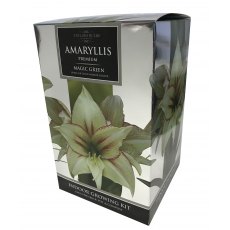 TAYLORS Amaryllis 'Exotic Magic Green' Pot & Bulb Fibre TAYLORS Amaryllis 'Exotic Magic Green' Pot & Bulb Fibre