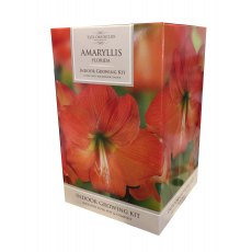 TAYLORS Amaryllis 'Florida' Pot & Bulb Fibre TAYLORS Amaryllis 'Florida' Pot & Bulb Fibre