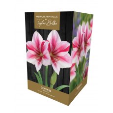 TAYLORS Amaryllis 'Gervaise' Premium Gift Pack TAYLORS Amaryllis 'Gervaise' Premium Gift Pack