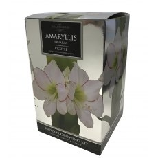 TAYLORS Amaryllis 'Picotee' Premium Gift Pack TAYLORS Amaryllis 'Picotee' Premium Gift Pack