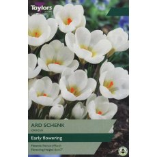 TAYLORS Crocus Ard Schenk TAYLORS Crocus Ard Schenk