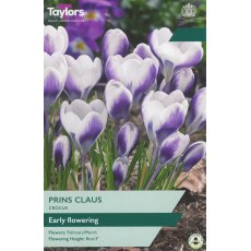 TAYLORS Crocus Prins Claus TAYLORS Crocus Prins Claus