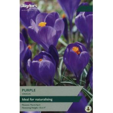 TAYLORS Crocus Flower Record TAYLORS Crocus Flower Record