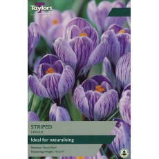 TAYLORS Crocus King Of The Striped TAYLORS Crocus King Of The Striped