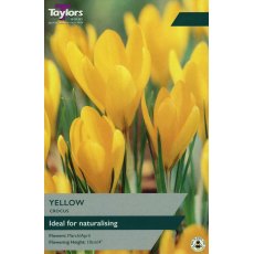 TAYLORS Crocus Golden Yellow TAYLORS Crocus Golden Yellow
