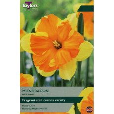 TAYLORS Narcissus Mondragon TAYLORS Narcissus Mondragon
