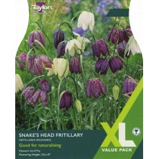 TAYLORS Fritillaria Meleagris - XL Range TAYLORS Fritillaria Meleagris - XL Range