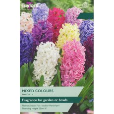 TAYLORS Hyacinth Mixed TAYLORS Hyacinth Mixed