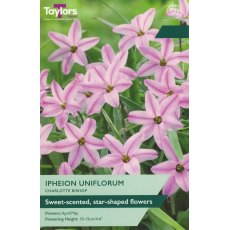 TAYLORS Ipheion Uniflorum Charlotte Bishop TAYLORS Ipheion Uniflorum Charlotte Bishop