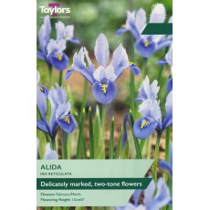 TAYLORS Iris Dwarf Alida TAYLORS Iris Dwarf Alida