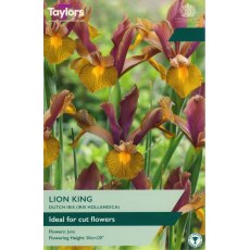 TAYLORS Iris Hollandica Lion King TAYLORS Iris Hollandica Lion King