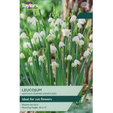 TAYLORS Leucojum Aestivum TAYLORS Leucojum Aestivum