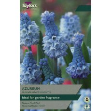 TAYLORS Muscari Azureum TAYLORS Muscari Azureum
