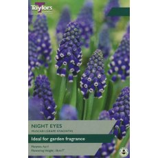 TAYLORS Muscari Night Eyes TAYLORS Muscari Night Eyes