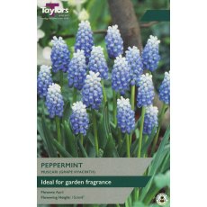 TAYLORS Muscari Peppermint TAYLORS Muscari Peppermint