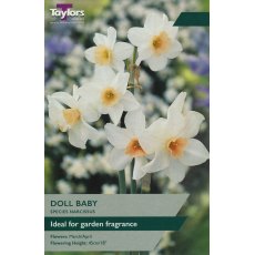 TAYLORS Narcissus Doll Baby TAYLORS Narcissus Doll Baby