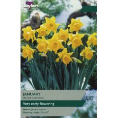 TAYLORS Narcissus January TAYLORS Narcissus January
