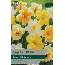 TAYLORS Narcissus Mixed Butterflies TAYLORS Narcissus Mixed Butterflies