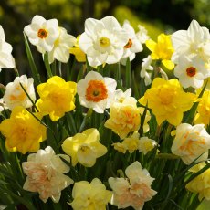 TAYLORS Narcissus Mixed For Naturalising 5Kg TAYLORS Narcissus Mixed For Naturalising 5Kg