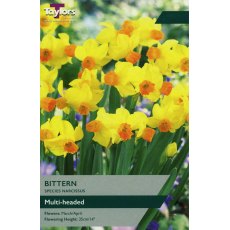 TAYLORS Narcissus Bittern TAYLORS Narcissus Bittern