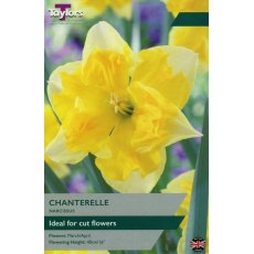 TAYLORS Narcissus Chanterelle TAYLORS Narcissus Chanterelle