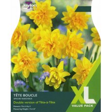 TAYLORS Narcissus Tete Boucle - XL Range TAYLORS Narcissus Tete Boucle - XL Range