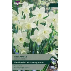 TAYLORS Narcissus Tresamble TAYLORS Narcissus Tresamble