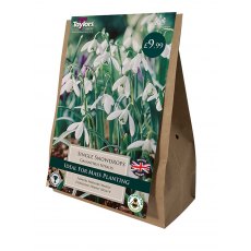 TAYLORS Snowdrops Single Field Grown Value Pack TAYLORS Snowdrops Single Field Grown Value Pack