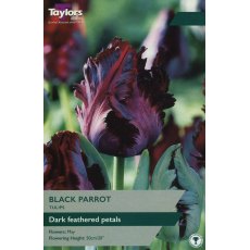 TAYLORS Tulip Black Parrot TAYLORS Tulip Black Parrot