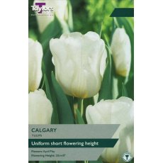TAYLORS Tulip Calgary TAYLORS Tulip Calgary