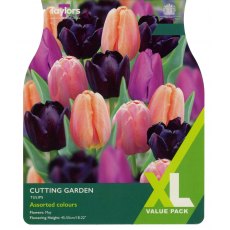 TAYLORS Tulip Cutting Garden TAYLORS Tulip Cutting Garden