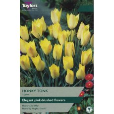 TAYLORS Tulip Honky Tonk TAYLORS Tulip Honky Tonk