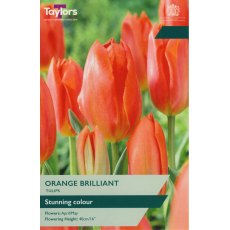 TAYLORS Tulip Orange Brilliant