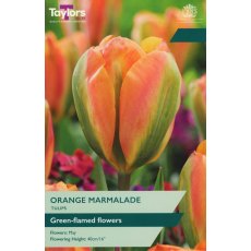 TAYLORS Tulip Orange Marmalade
