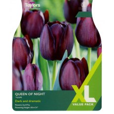 TAYLORS Tulip Queen Of Night