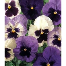 AUTUMN PACK Pansy Matrix 'Ocean Breeze Mix'   6pk AUTUMN PACK Pansy Matrix 'Ocean Breeze Mix'   6pk