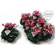 Cyclamen SS Djix red   10.5cm Cyclamen SS Djix red   10.5cm