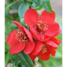 Chaenomeles x superba 'Crimson and Gold'   3L Chaenomeles x superba 'Crimson and Gold'   3L