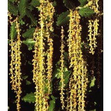 Garrya elliptica 'James Roof'   3L Garrya elliptica 'James Roof'   3L